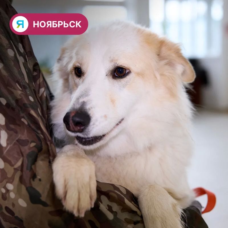 Собаки Лёнька и Мышка из ноябрьского приюта ищут дом Собаки Лёнька и Мышка из ноябрьского приюта ищут дом