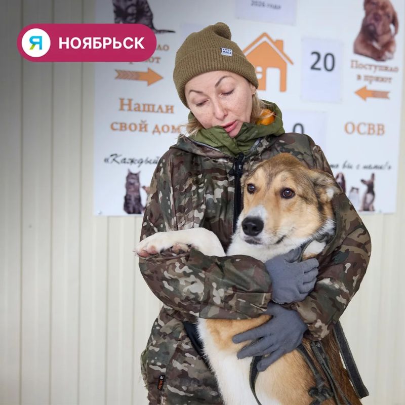 Собаки Лёнька и Мышка из ноябрьского приюта ищут дом Собаки Лёнька и Мышка из ноябрьского приюта ищут дом