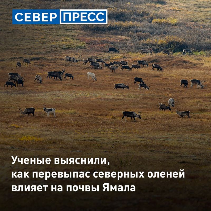 Перевыпас северных оленей разрушает тундру