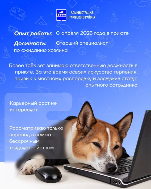 Запускаем новую рубрику — «Хвостатое резюме» Запускаем новую рубрику — «Хвостатое резюме»