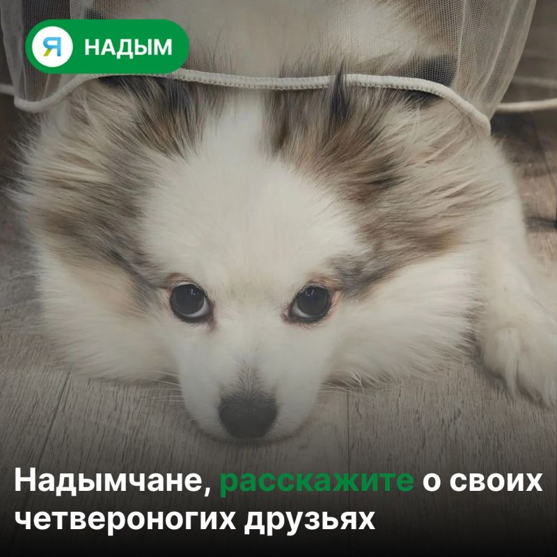 Какие породы собак самые популярные в Надымском районе? Давайте выясним!