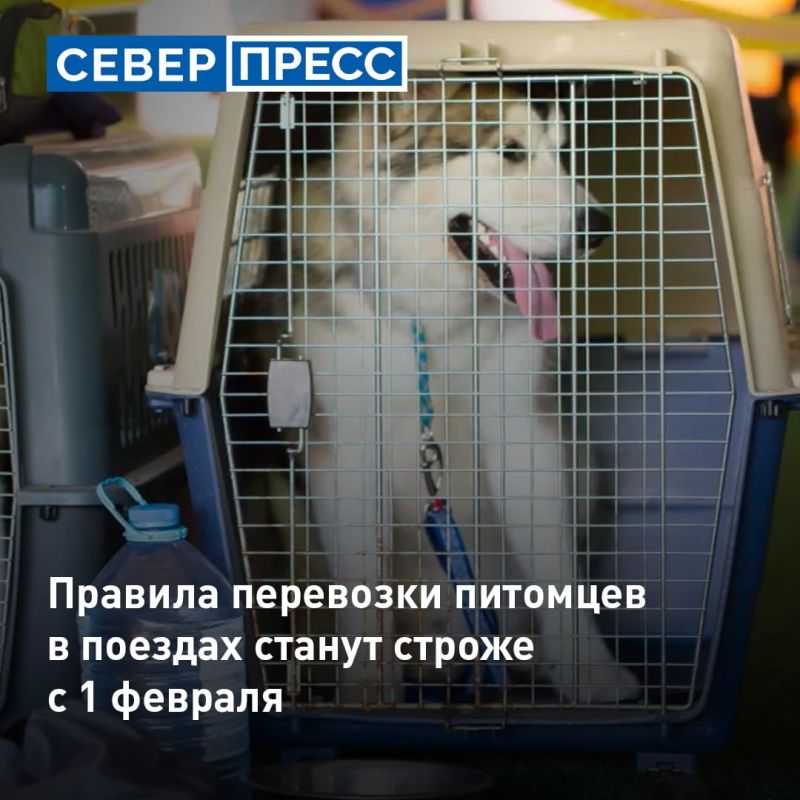 С 1 февраля 2027 года правила перевозки питомцев в поездах дальнего следования станут строже