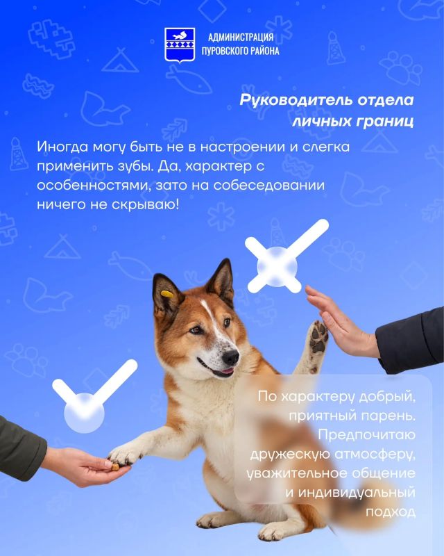 Запускаем новую рубрику — «Хвостатое резюме» Запускаем новую рубрику — «Хвостатое резюме»