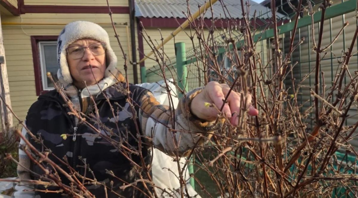 У наших соседей в Приуралье жимолость зацвела в конце октября