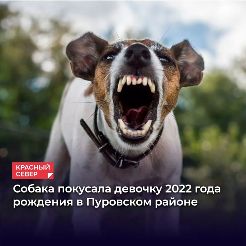 Суд взыскал с администрации Пуровского района 100 тысяч рублей в пользу ребенка, пострадавшего от укуса бездомной собаки