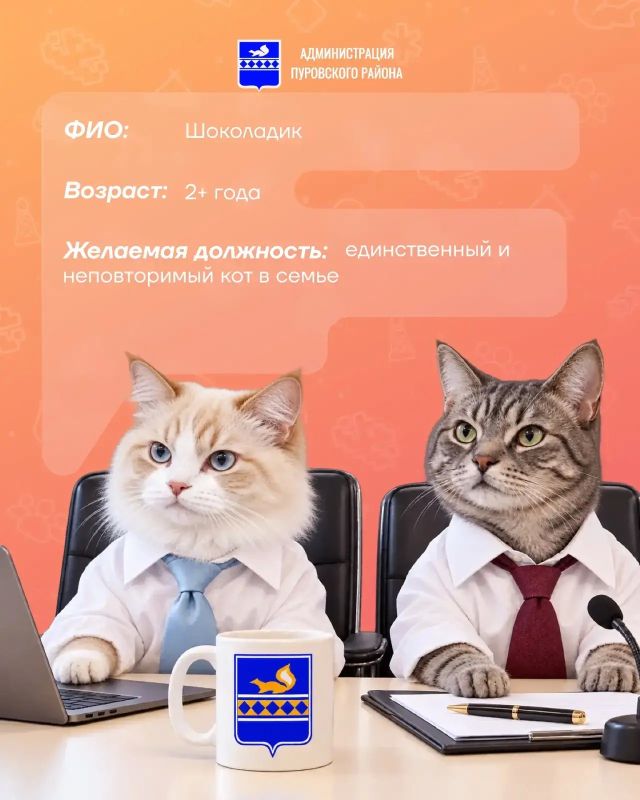 В рубрике «Хвостатое резюме» новый кандидат — Шоколадик В рубрике «Хвостатое резюме» новый кандидат — Шоколадик