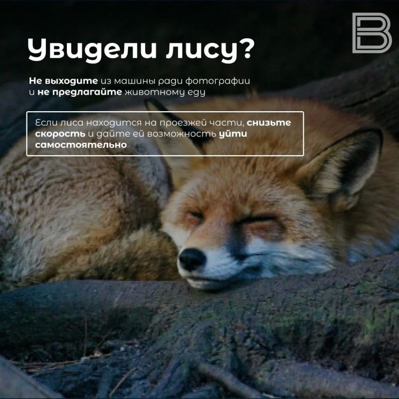 «Плутовка к городу на цыпочках подходит»: что делать, если встретили осенью лису «Плутовка к городу на цыпочках подходит»: что делать, если встретили осенью лису