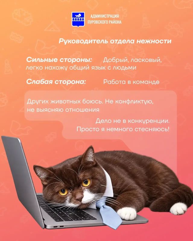 В рубрике «Хвостатое резюме» новый кандидат — Шоколадик В рубрике «Хвостатое резюме» новый кандидат — Шоколадик