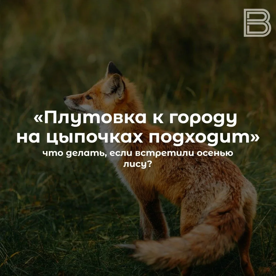 «Плутовка к городу на цыпочках подходит»: что делать, если встретили осенью лису