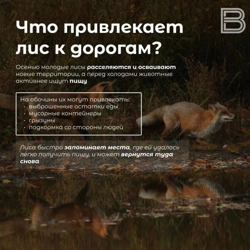 «Плутовка к городу на цыпочках подходит»: что делать, если встретили осенью лису «Плутовка к городу на цыпочках подходит»: что делать, если встретили осенью лису