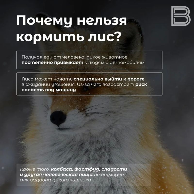 «Плутовка к городу на цыпочках подходит»: что делать, если встретили осенью лису «Плутовка к городу на цыпочках подходит»: что делать, если встретили осенью лису
