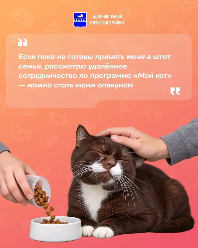 В рубрике «Хвостатое резюме» новый кандидат — Шоколадик В рубрике «Хвостатое резюме» новый кандидат — Шоколадик