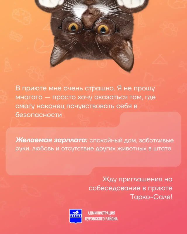 В рубрике «Хвостатое резюме» новый кандидат — Шоколадик В рубрике «Хвостатое резюме» новый кандидат — Шоколадик