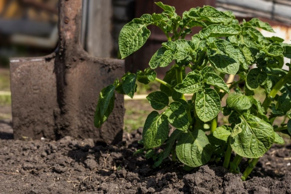 ��� ��������� �������� �� ��������� �������: ������� ��������� ������