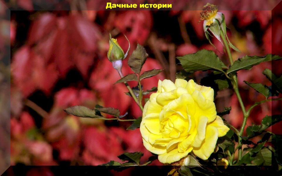 Осенние хлопоты в розарии: секреты успешной посадки и подготовки к зиме