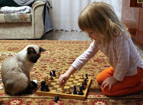Как создать гармонию между котенком и малышом в вашем доме?