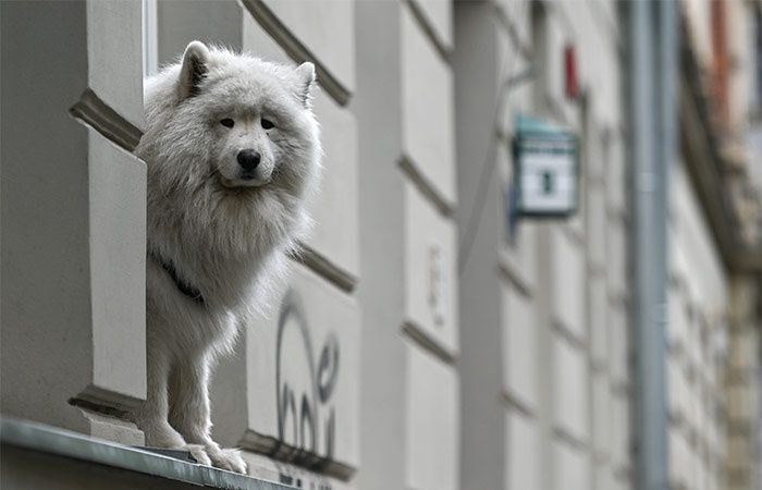 Новый законопроект: сколько пространства нужно для вашего питомца?