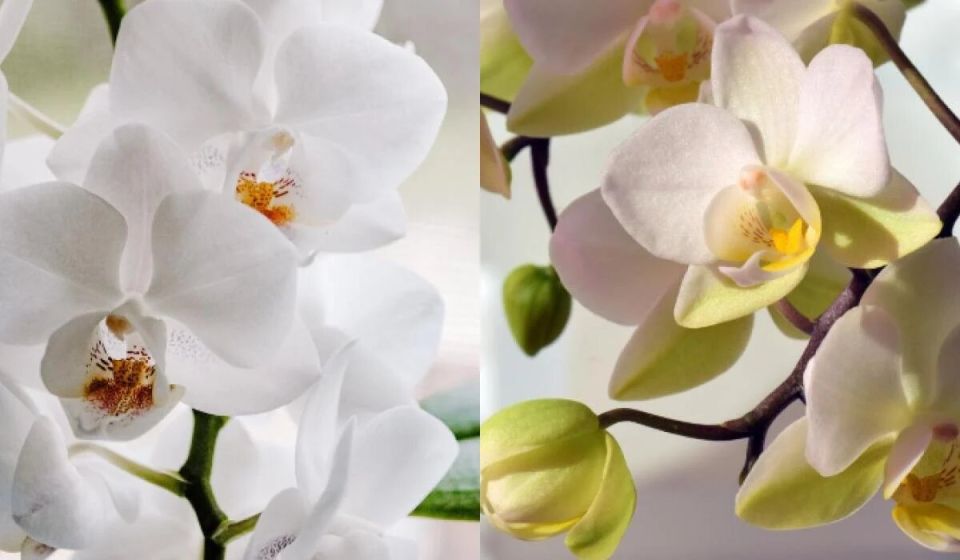 Как обеспечить орхидеям цветение круглый год: секреты подкормки