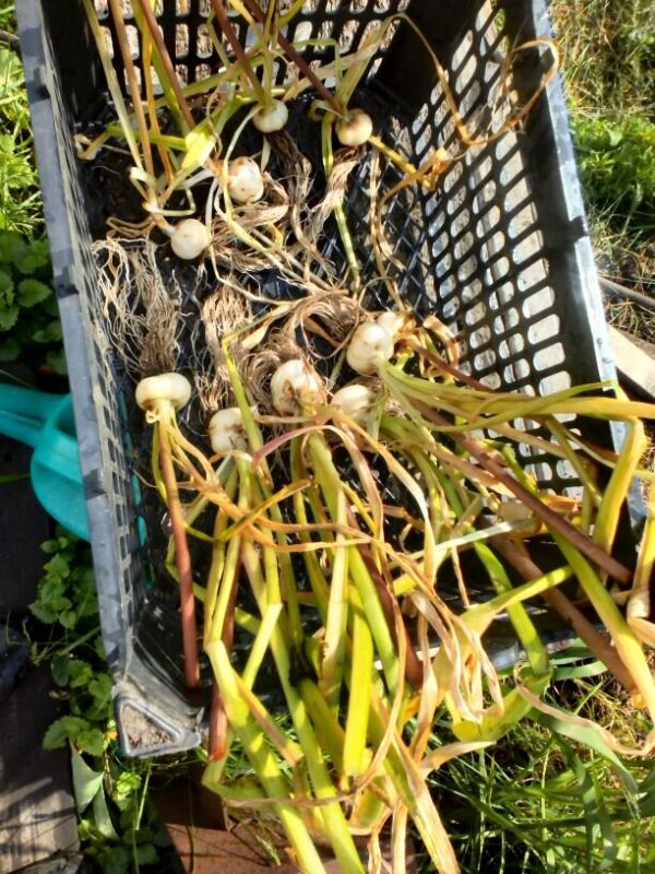 Как отличить рокамболь от анзура: секреты садоводов