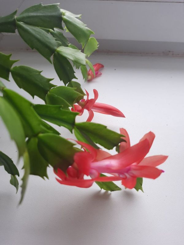 Новый взгляд на возраст: как научиться ценить свои годы и жить для себя