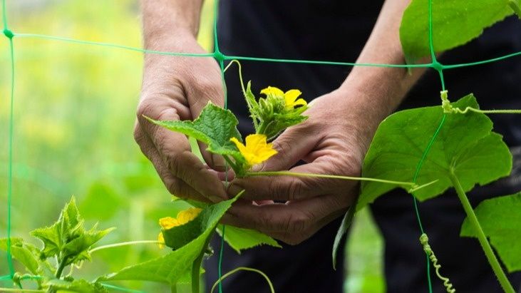 Как выращивание медоносов осенью может увеличить урожай огурцов