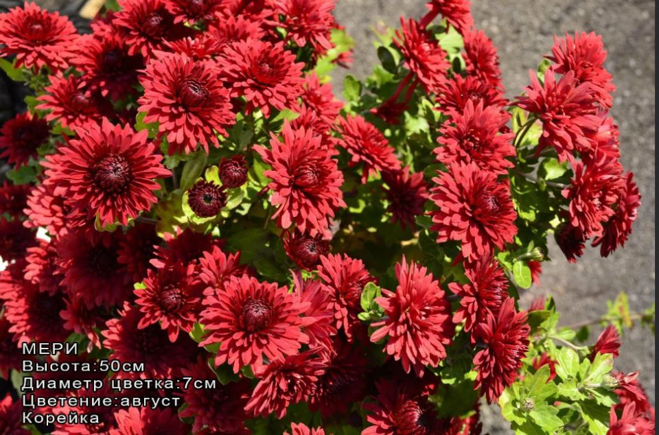 Секреты зимовки хризантем: как сохранить красоты до следующего сезона