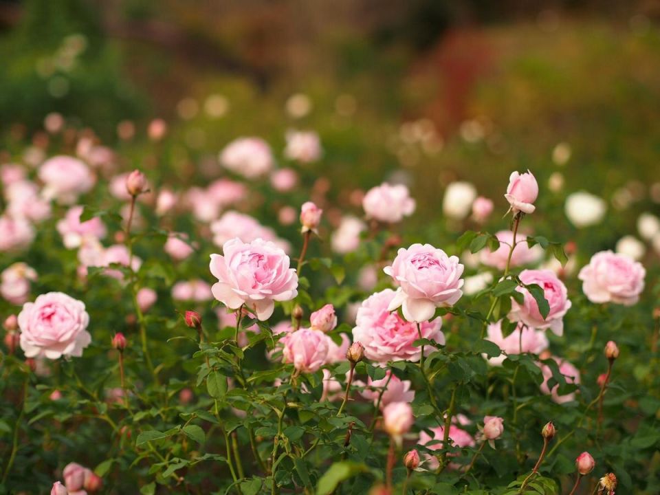 Как выбрать цветы для садоводства: простые и капризные красавицы