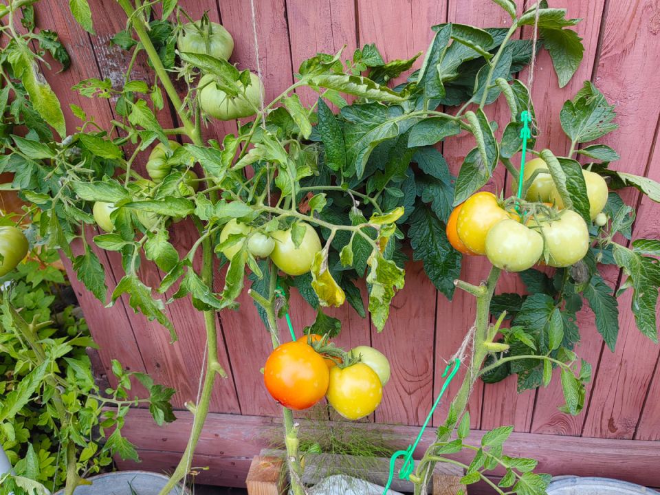 Томаты, которые смогли противостоять фитофторе: диковинный опыт