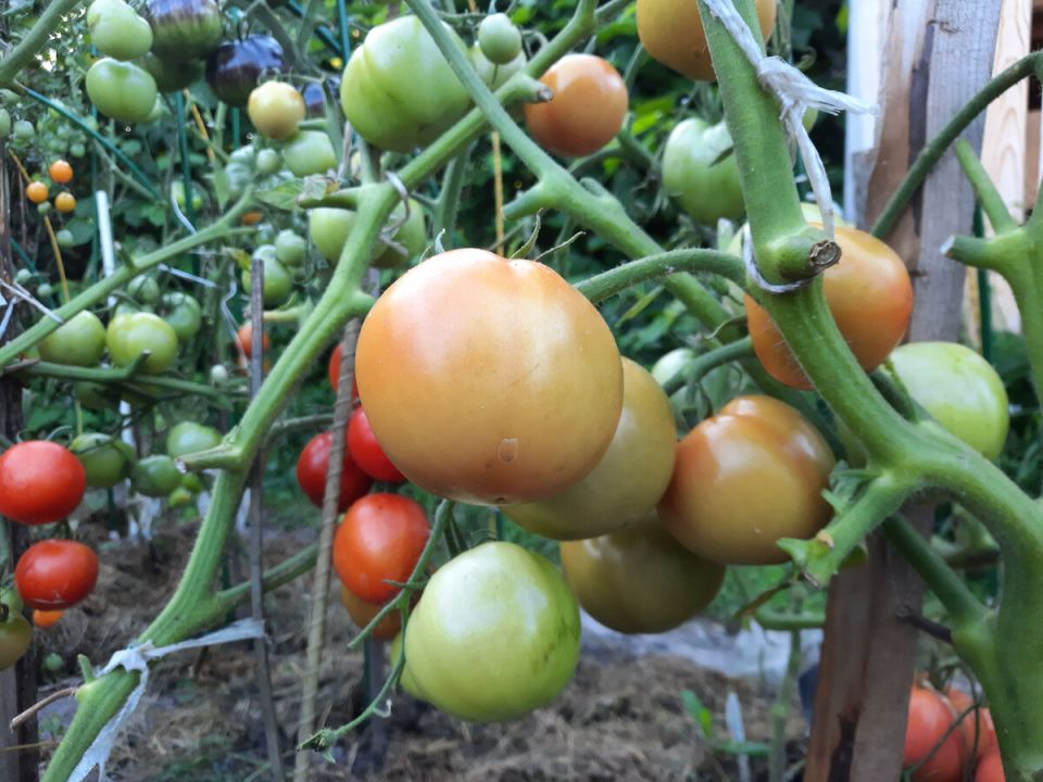 Искусство выбора: как определиться с сортами томатов в 2025 году