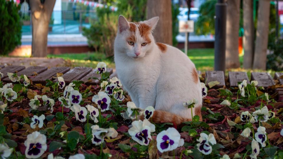 Дачников попросили избавиться от этих цветов: на кону жизнь питомцев