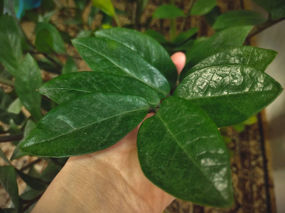 Как вырастить замиакулькас: секреты и рекомендации для цветоводов