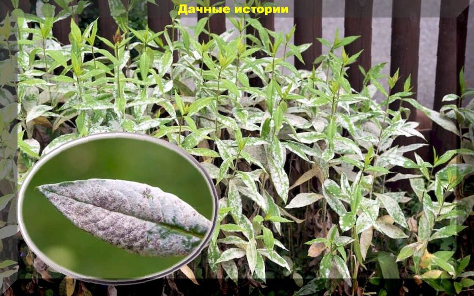 Как увлечься садоводством: 50 простых вопросов и ответов для начинающих