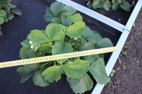 Клубника «Царица»: секреты успешного выращивания и советы садоводов