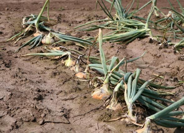 Когда лук желтеет: как справиться с проблемой и сохранить урожай
