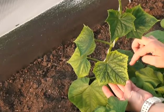Что делать с хлорозом на огурцах: причины и методы борьбы