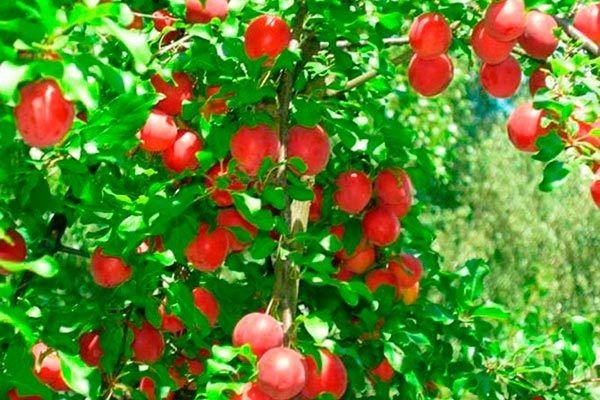 Слива Скороспелка красная: идеальный выбор для вашего сада