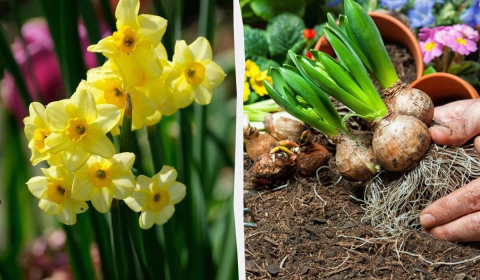 Как ухаживать за нарциссами после цветения: полезные советы