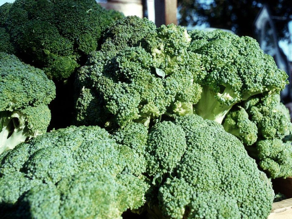 Выращивание брокколи: ключевые моменты для отменного урожая