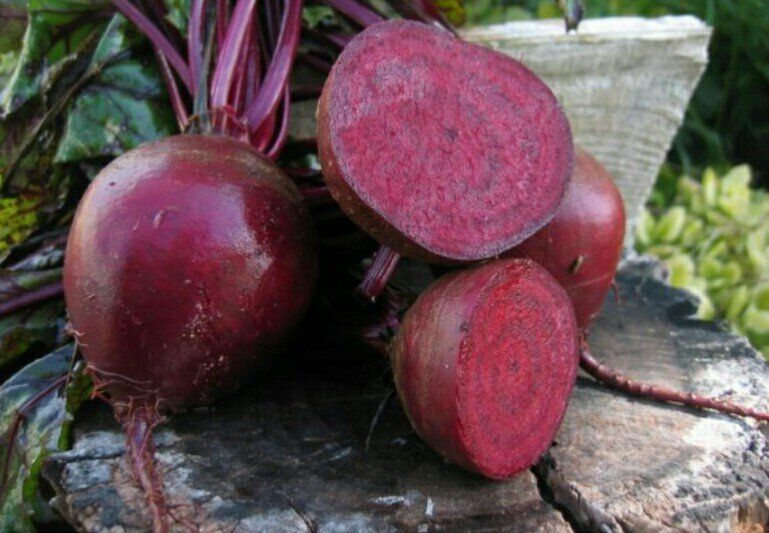 Лучшие сорта свеклы: выбор проверенных классиков для вашего огорода