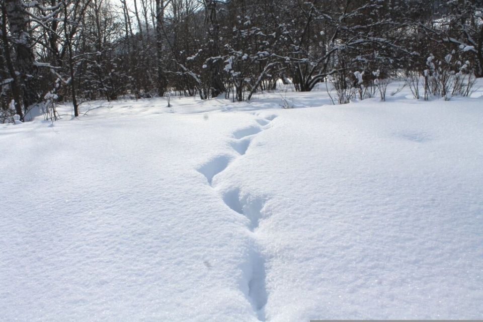 Снег: лучший защитник или скрытый враг для растений зимой?