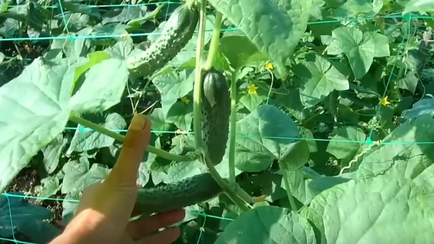 Как бабушкина подкормка помогает огурцам расти на неделю быстрее