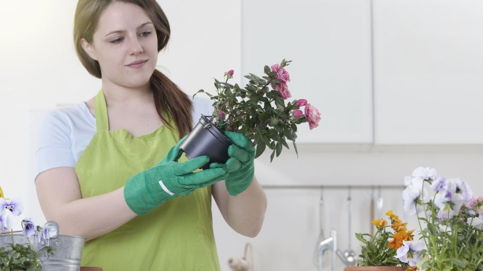 Растениям тоже полезно: это неожиданное средство из аптечки заменит дорогие удобрения