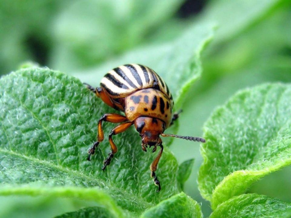 Необычные рецепты борьбы с колорадским жуком: мифы и реальность