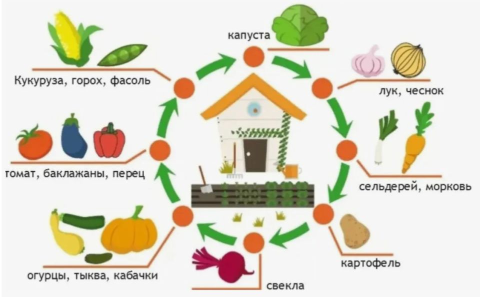 Секреты успешного огорода на 2026 год: как планировать севооборот для максимального урожая