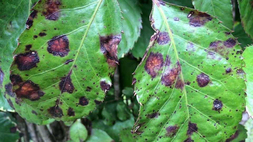 Бурая пятнистость растений: как защитить зеленые насаждения от опасной угрозы