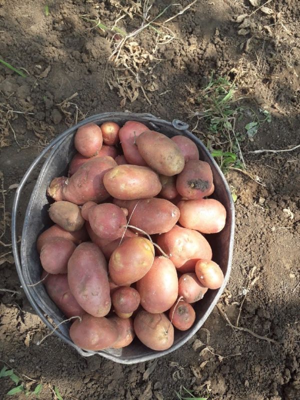 Как удобрения влияют на вкус картофеля: советы от огородников
