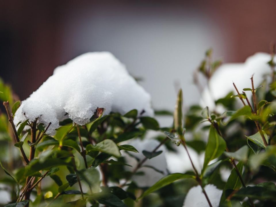 Зимний уход за растениями без снега