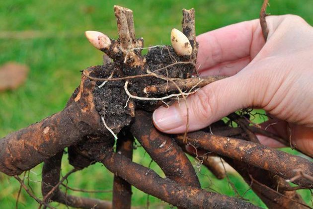 Почему деление пионов в конце лета — ключ к цветущему будущему вашего сада