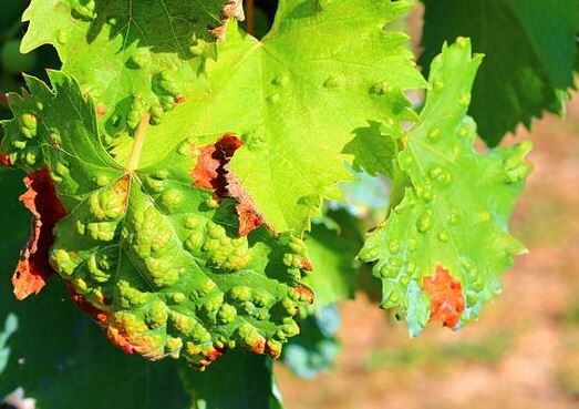 Как справиться с ржавчиной и серой гнилью: инсайдерские советы для садоводов