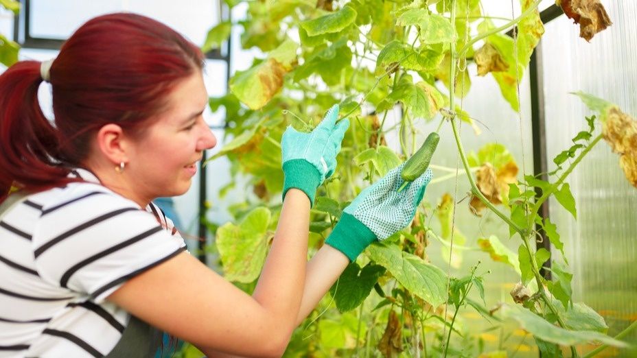 Спасение огурцов от желтых пятен